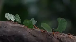 Acaba con las hormigas en el hogar con este truco natural