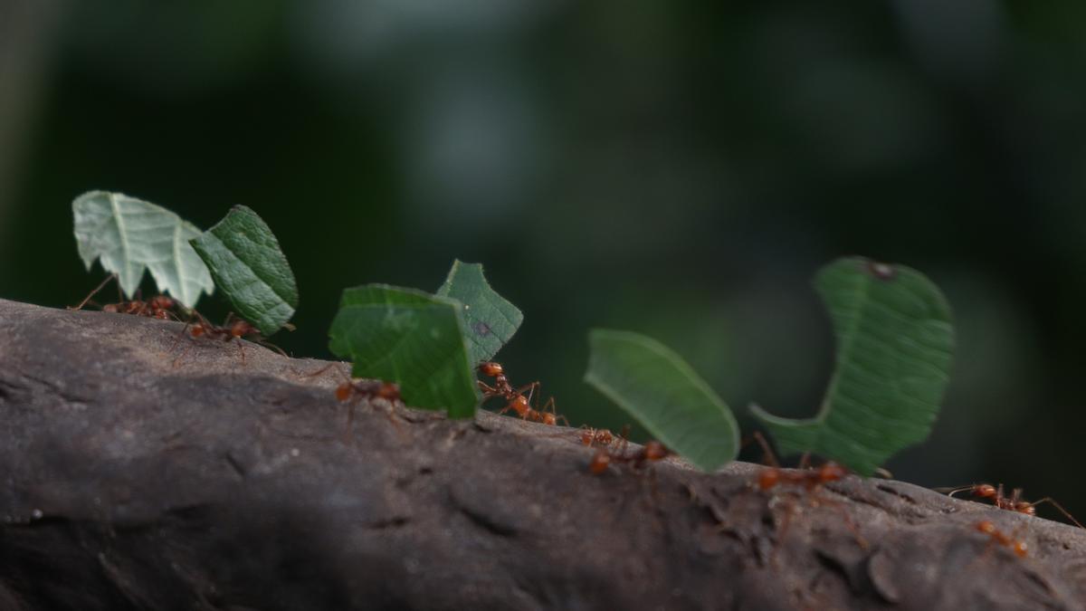 Hormigas cortadoras de hojas.