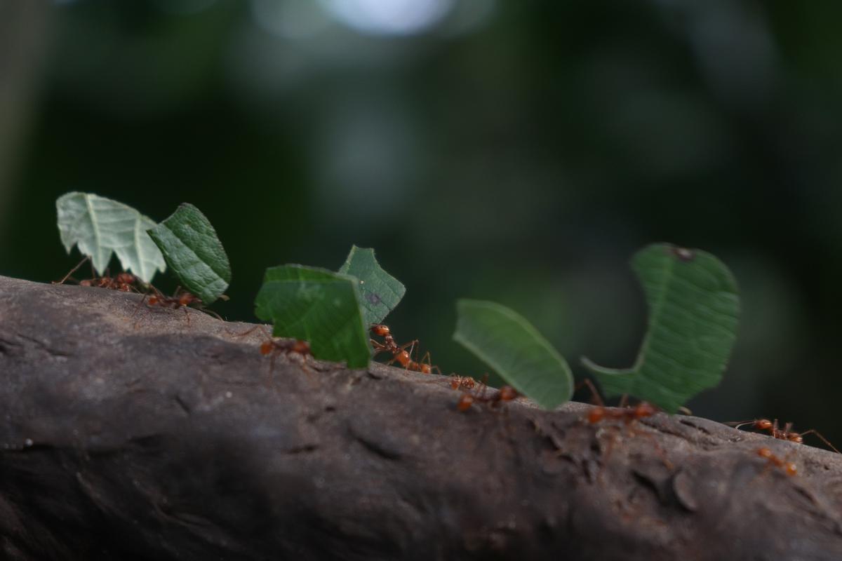 Hormigas cortadoras de hojas.
