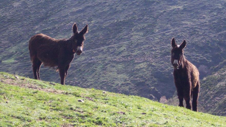 Burros, leche y turismo: las claves de la supervivencia de la raza zamorano-leonesa se presentarán en San Vitero