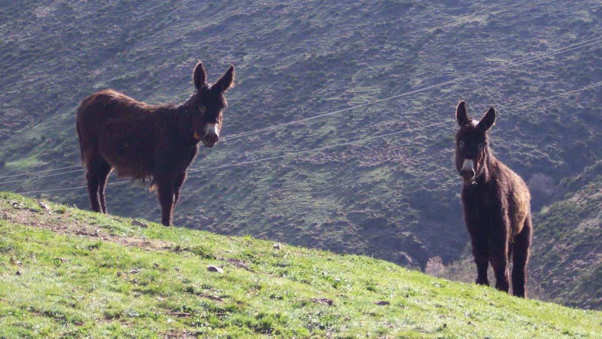 Burros zamorano leoneses utilizados para rutas en Fermoselle. | J. L. Leal