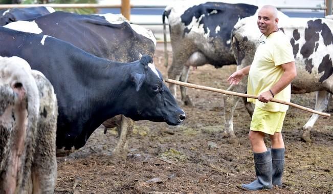 VACAS CABRAS LECHE PRODUCCION