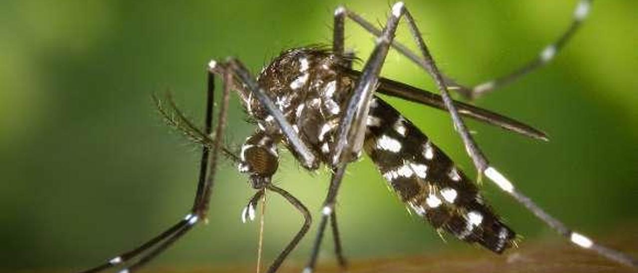 Imagen aumentada de un mosquito tigre. // James Gathany