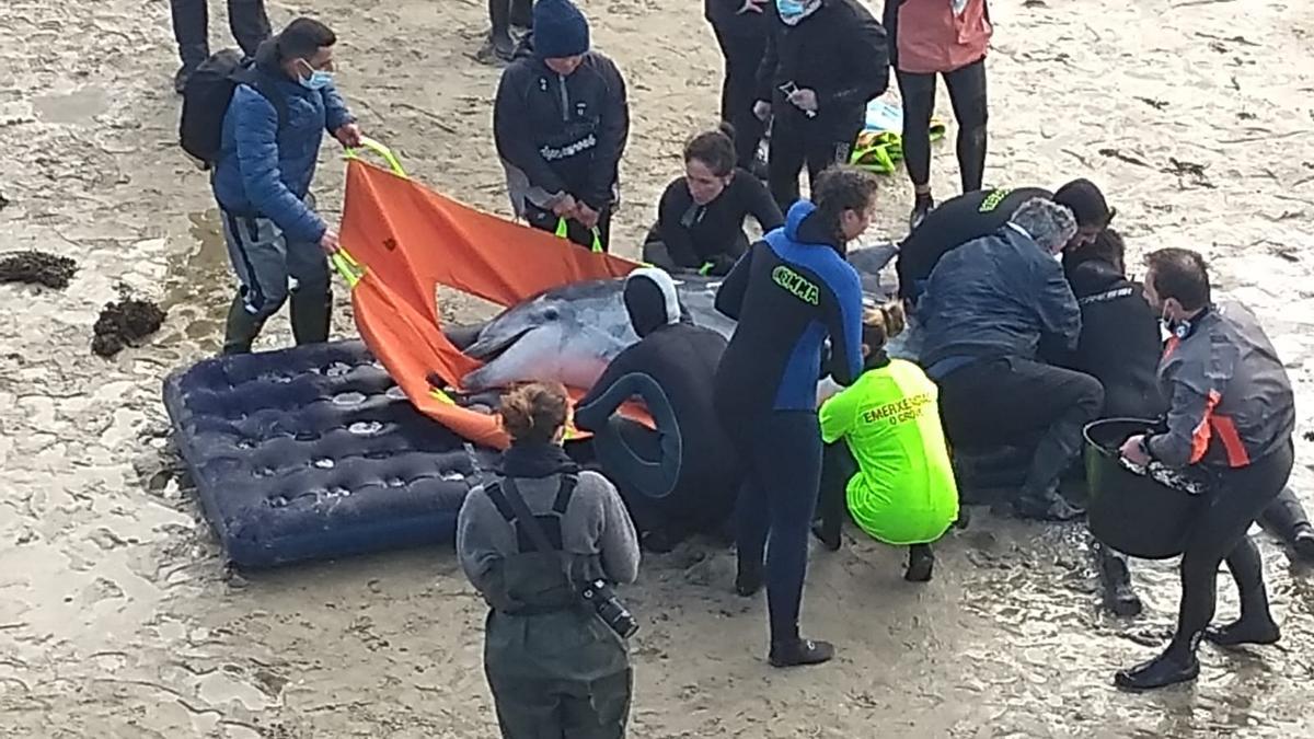 Uno de los delfines rescatados ayer.