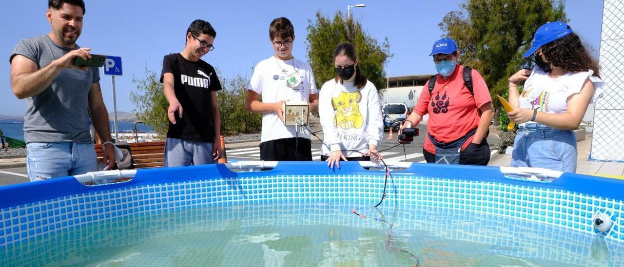 El equipo del IES La Aldea de San Nicolás prueba su robot tortuga en las piscinas habilitadas por Plocan en Taliarte.