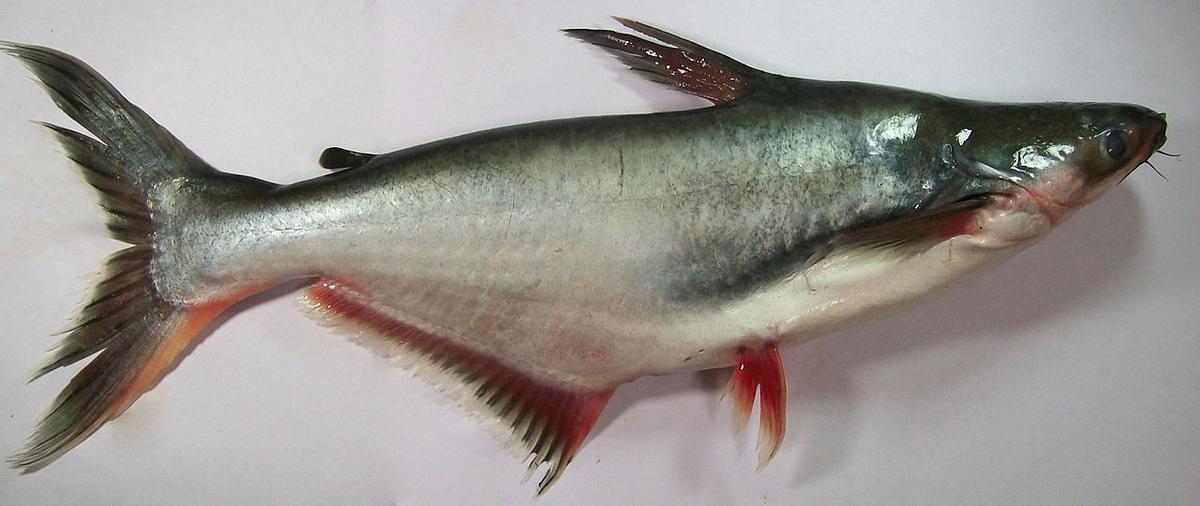 Així és el panga, el peix més consumit a Europa.