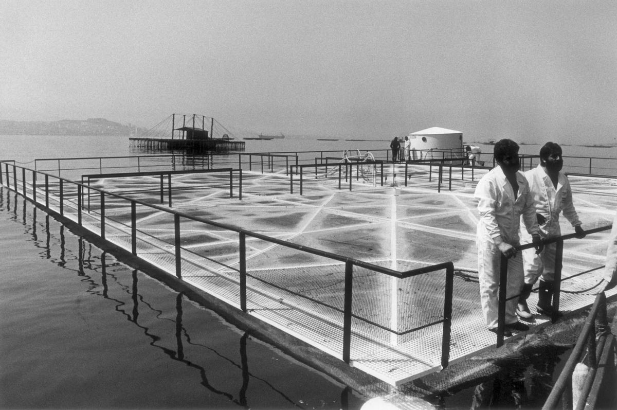 La «calle de las ostras» de Vigo: un mercado centenario y todo un símbolo de la ciudad