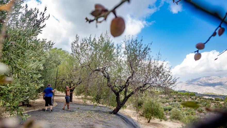 Cultivo de almendros en la comarca de El Comtat.