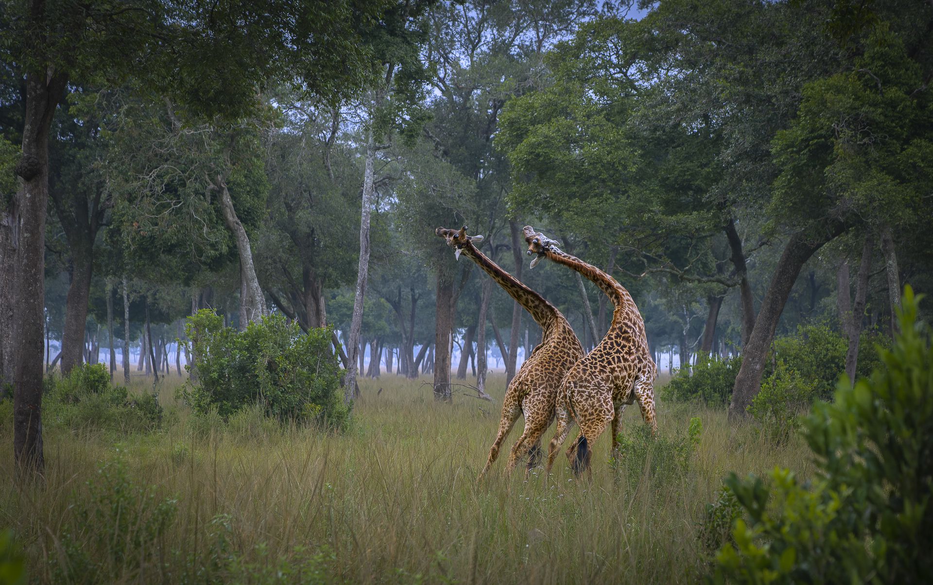 FOREST BALLET - Tomasz Szpila (Polonia) - Mención de Honor: Mundo Animal