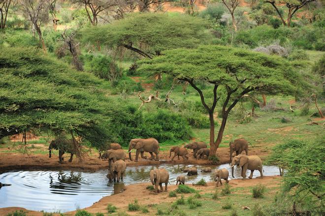 Elefantes, Kenia