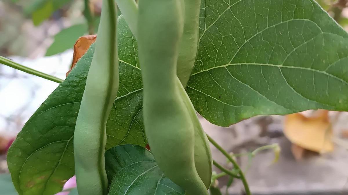 La mongetera de la Maria ja dona fruits.