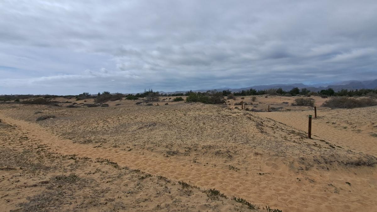 La especie invasora pata de camello se expande por las dunas de Maspalomas; en la imagen, la zona ensombrecida.