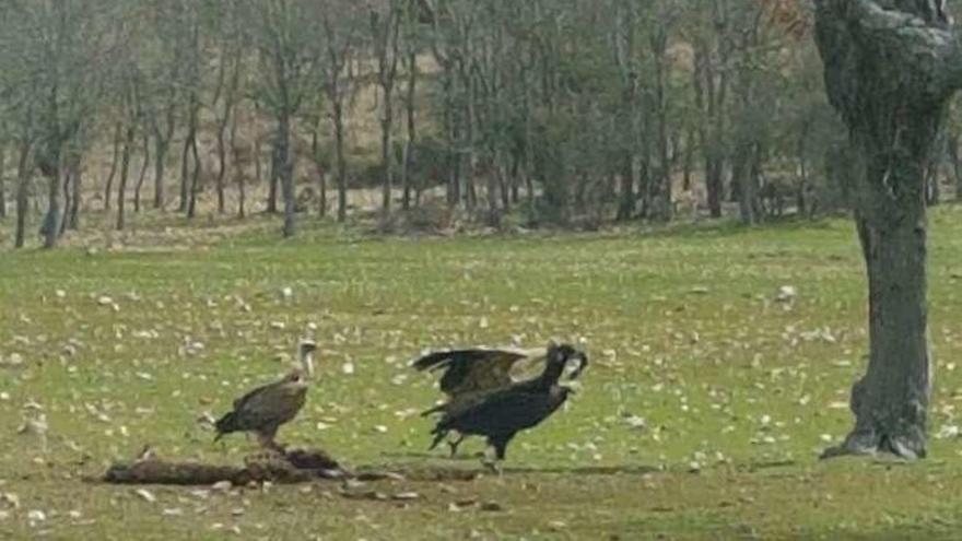 Buitres junto a los restos del cadáver de una oveja muerta por el lobo en Pelazas.