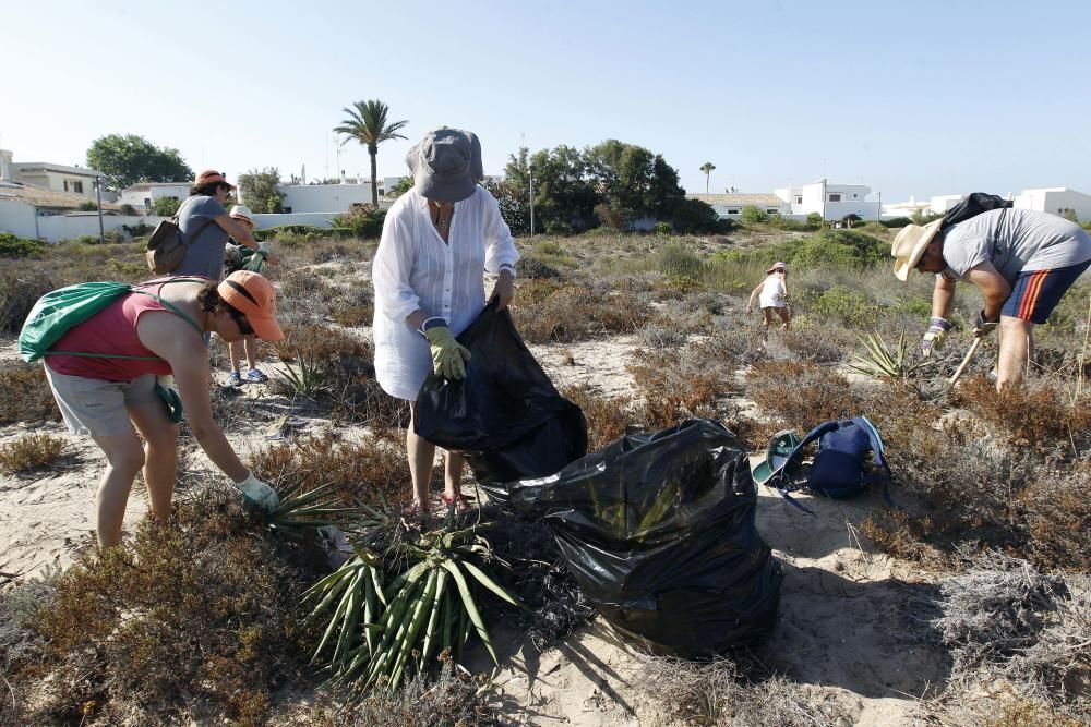 Limpieza de plantas invasoras en la Devesa del Saler