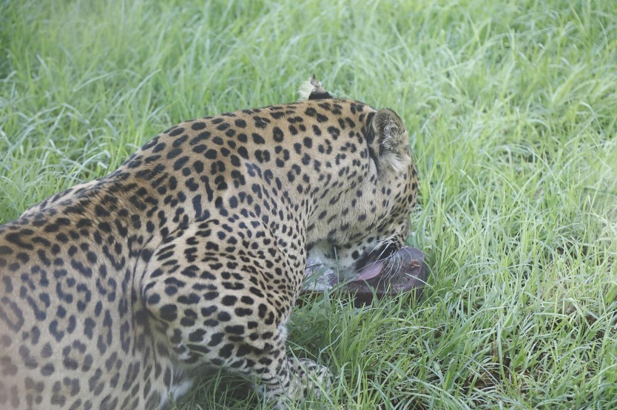 El imponente leopardo de Sri Lanka disfrutando su helado hecho de sangre y ternera.