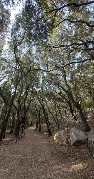 Zum weinenden Wald: Leichte Wanderung von Campanet zu den Fonts Ufanes