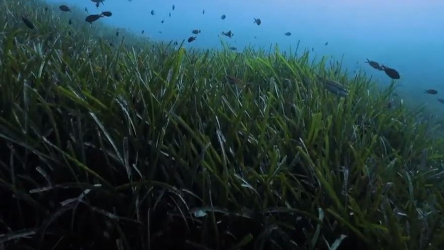 Praderas de posidonia, en una imagen de archivo.