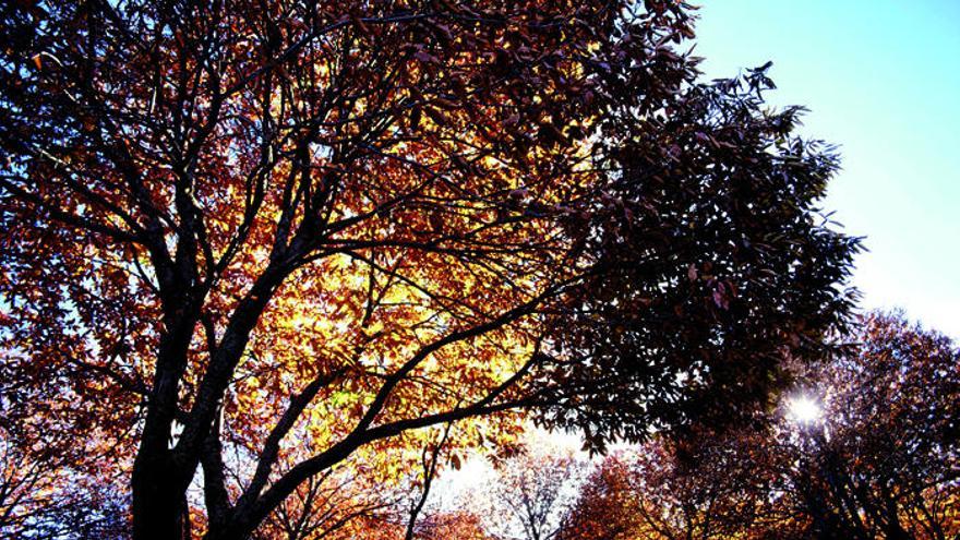 La Diputación promociona el Bosque de Cobre con la señalización de 19 senderos