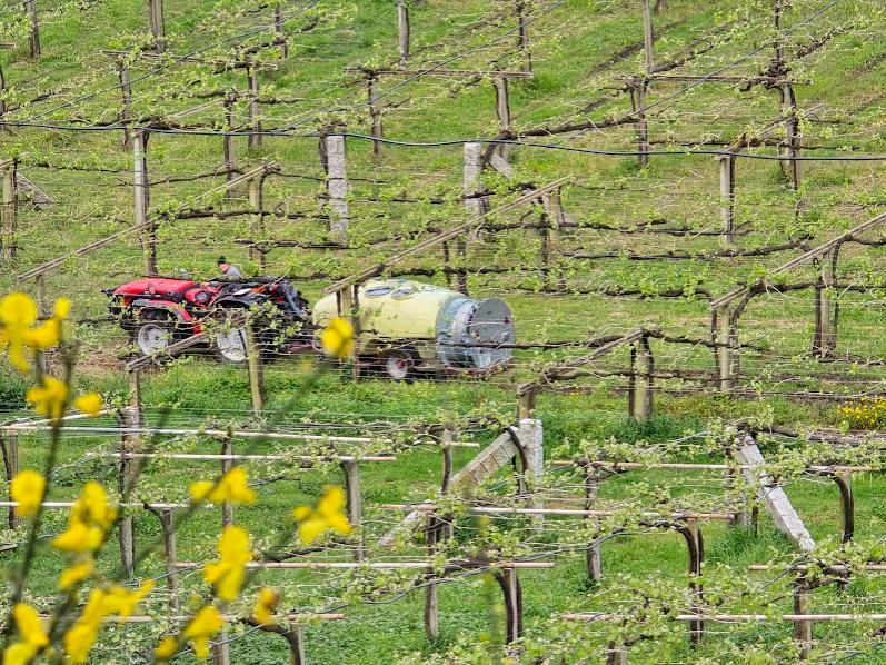 Los viticultores ya se emplean a fondo para luchar contra el mildiu.