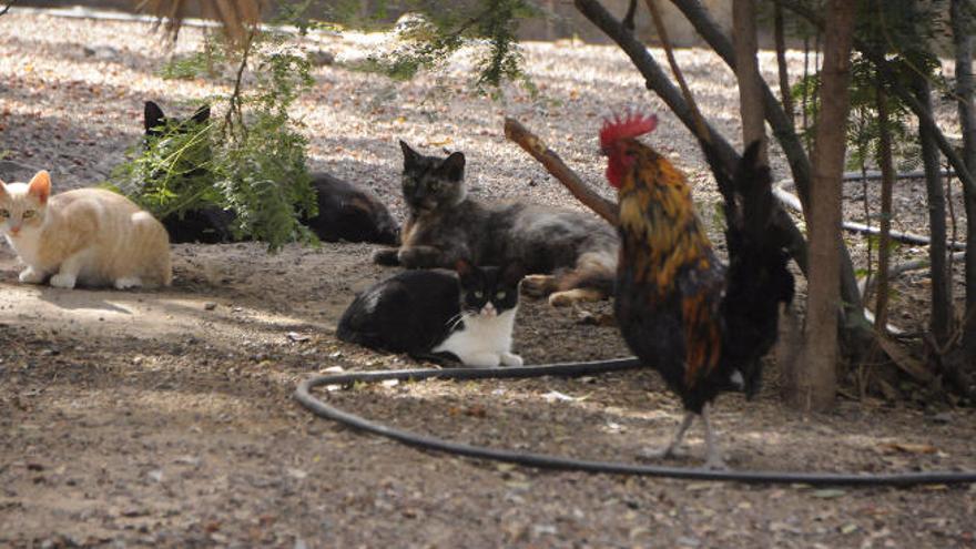El gallo, la alcantarilla y &#039;lindos gatitos&#039; en el parque de San Juan