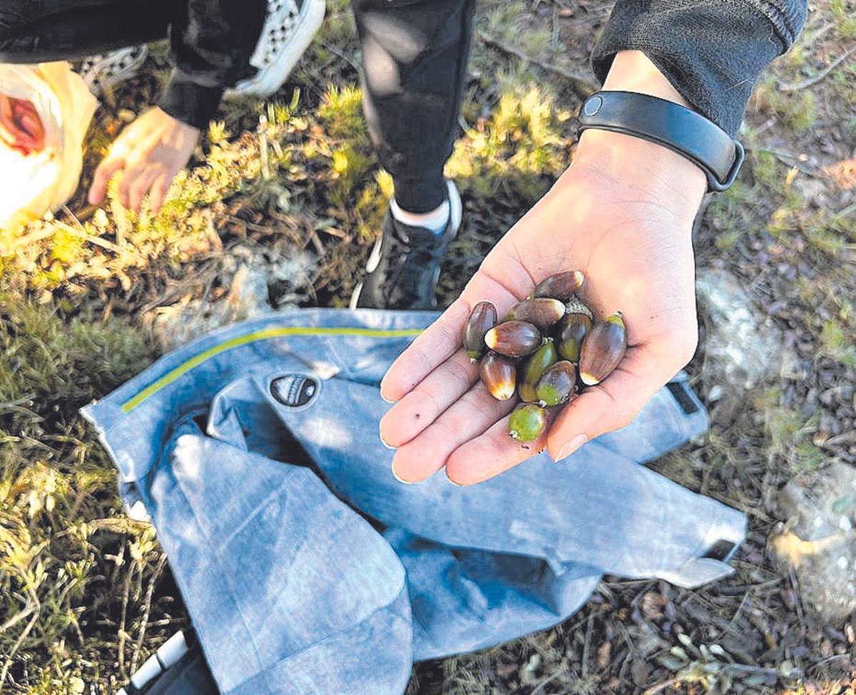 Alumnat de l’IES Violant de Casalduch de Benicàssim va participar en una ‘bellotada’ que contribuirà en qüestió d’un any i mig a la reforestació de l’entorn de Bejís afectat per l’incendi de l’any 2022. Ho faran amb la col·laboració de la plataforma ciutadana Oriwa. Les dues fotos de dalt a la dreta són de l’hort creat en el centre educatiu.