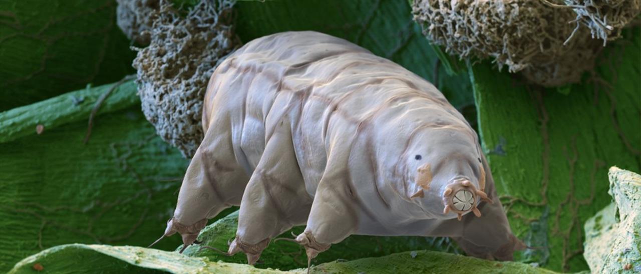 Animales microscópicos “indestructibles” podrían ser la última forma de vida que subsista en la Tierra
