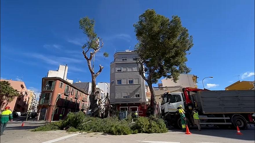 El ayuntamiento de Palma tala dos de los tres pinos emblemáticos de la plaza Pont