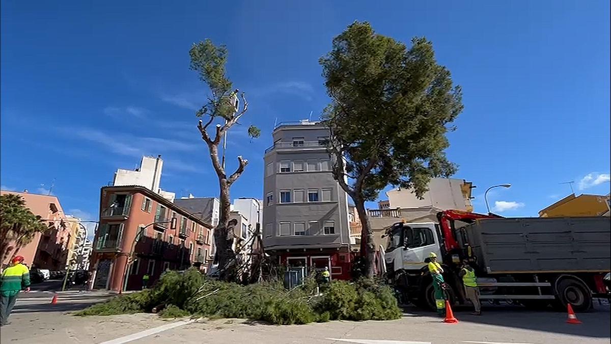 VÍDEO | El ayuntamiento de Palma tala dos de los tres pinos emblemáticos de la plaza Pont