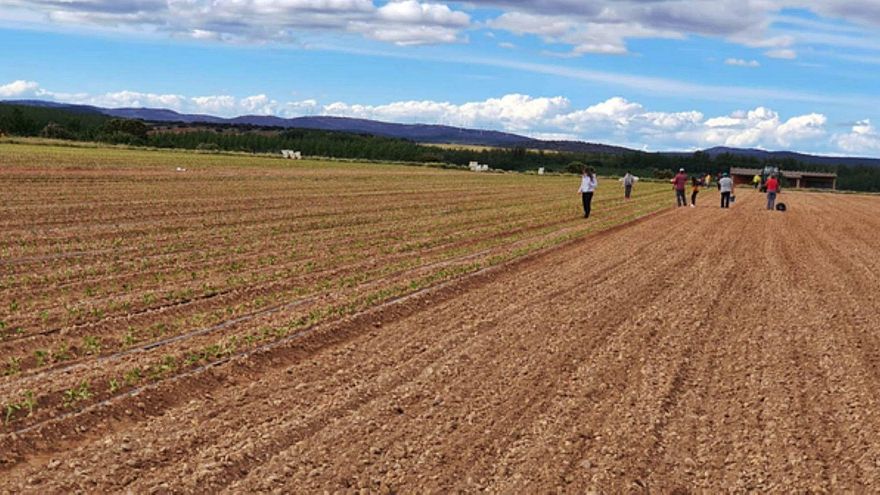 Nueva campaña del pimiento en la comarca de Benavente, del que se comercializan 700.000 kilos en la zona