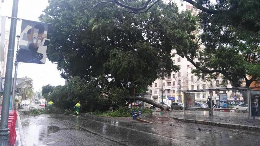 Muere un operario municipal de Hinojos cuando retiraba un árbol caído por el temporal