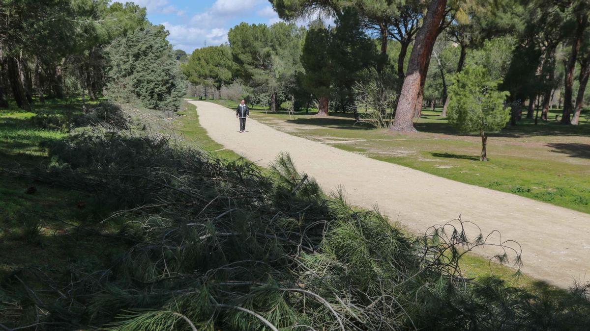 Un hombre pasea por el bosque de Valorio.