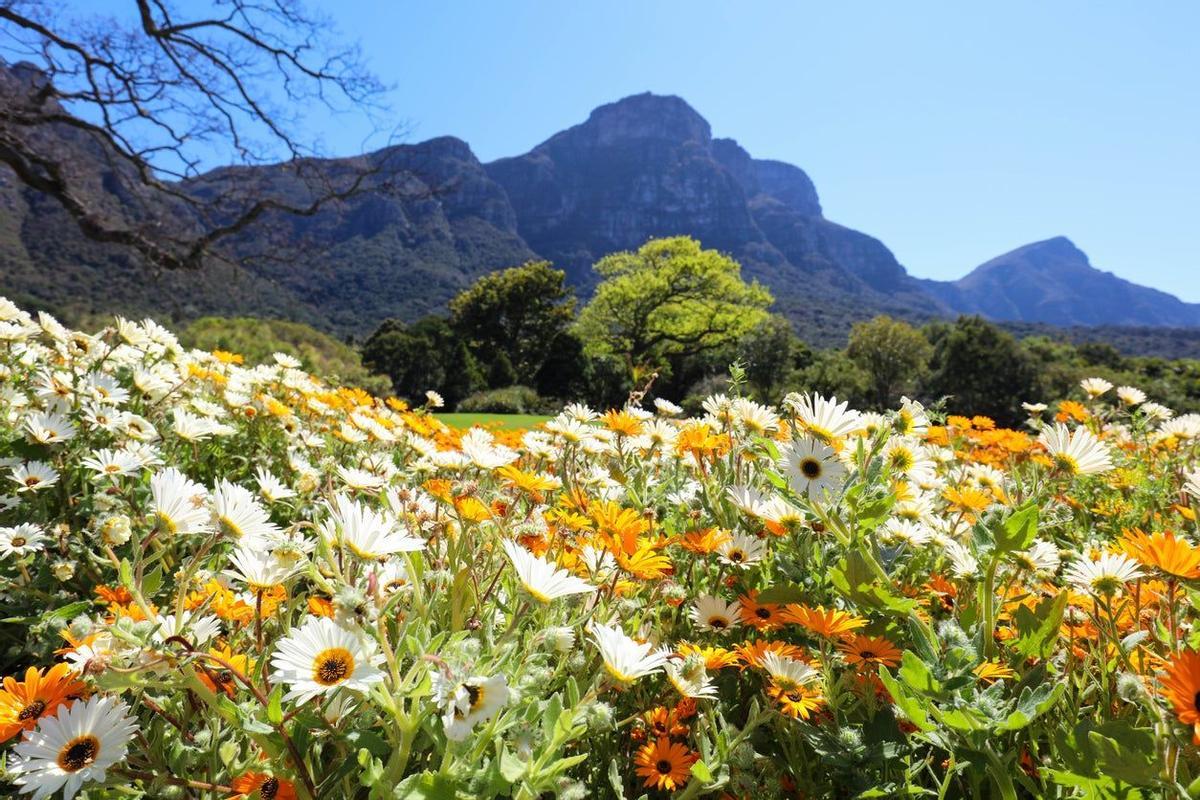 Kirstenbosch, Sudáfrica