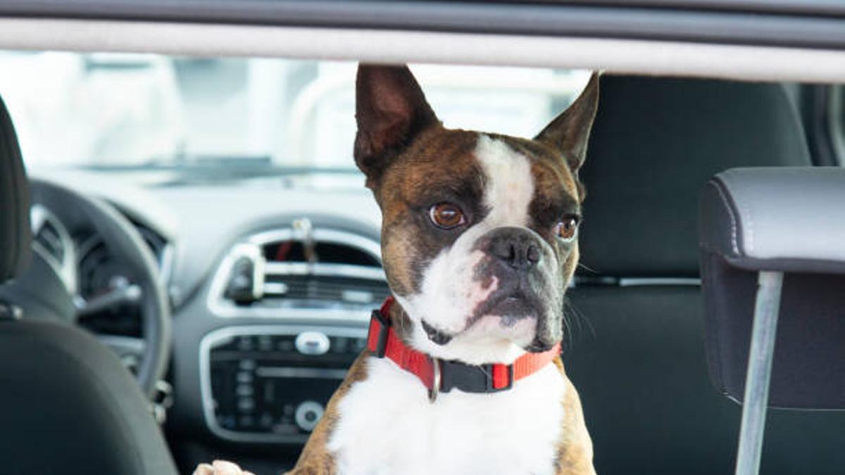 Un perro en un coche
