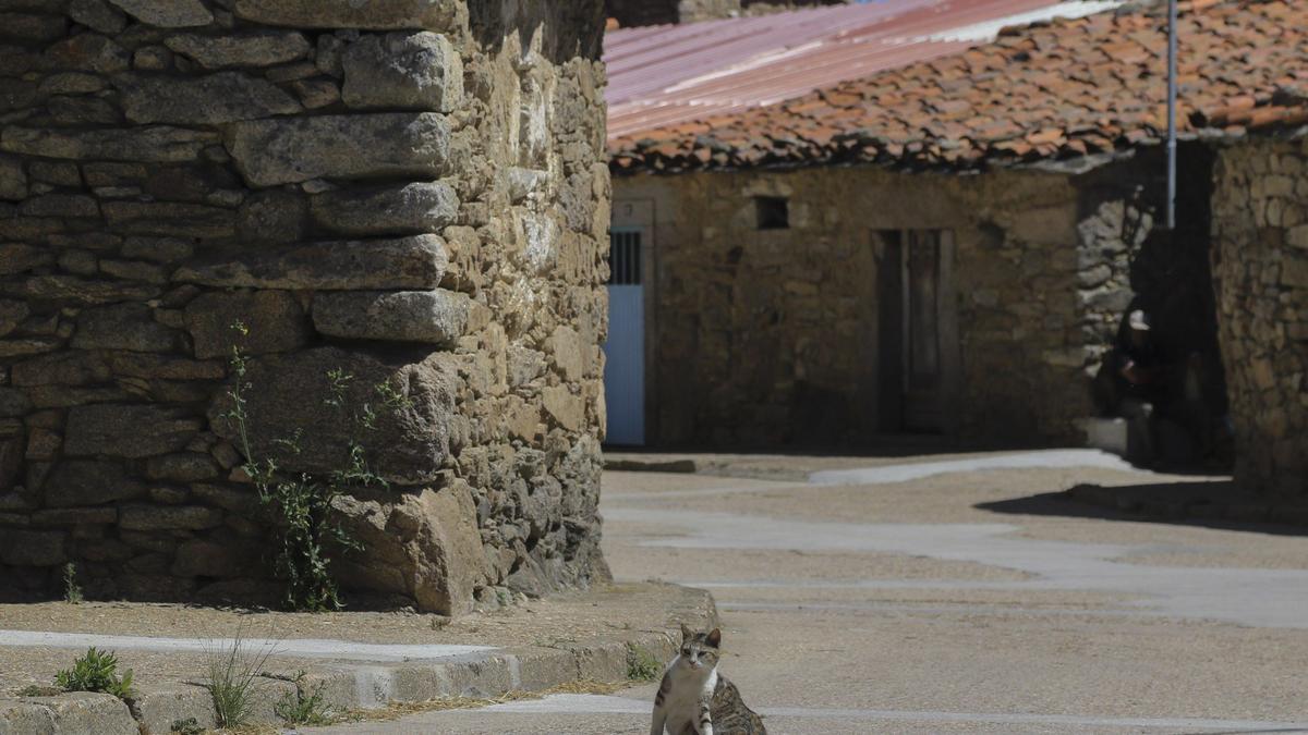 Un gato en una calle vacía de un pueblo.