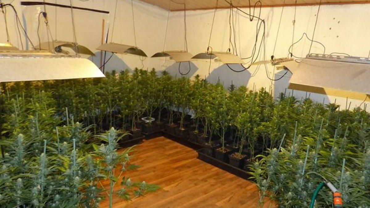 Plantación de marihuana encontrada en Sant Joan de Mollet (Gironès)