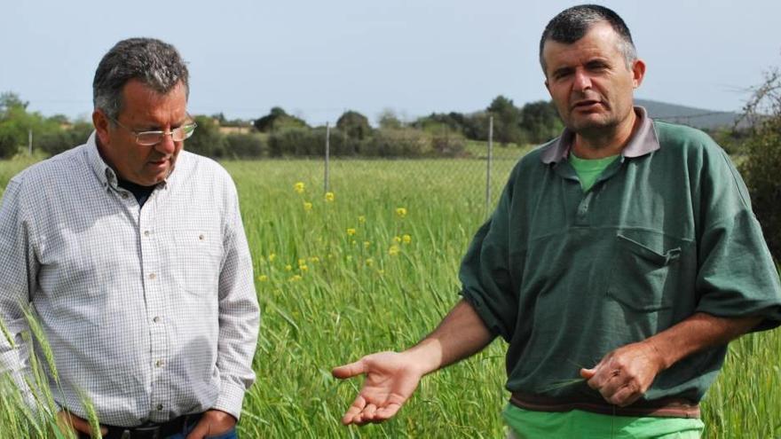 El agricultor Guillem Llull (derecha) explica la diferencia entre el rendimiento del trigo autóctono y del comercial.