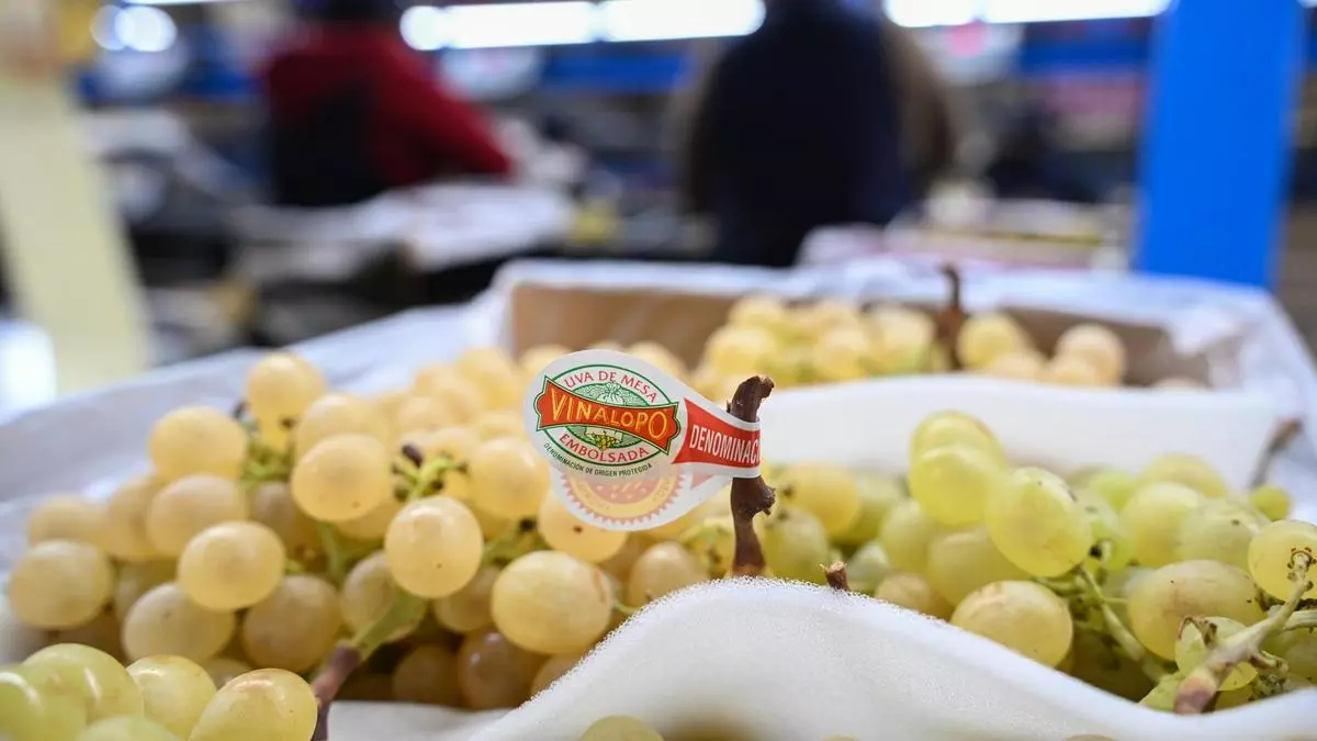 La Uva Embolsada del Vinalopó cierra una producción de más de 31 millones de kilos