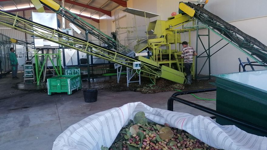 Naturduero recolecta y procesa 80.000 kilos de pistachos en Toro