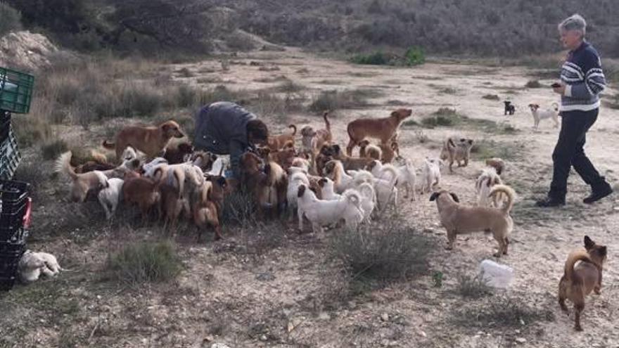 Más de 50 perros fueron encontrados en la zona de Pozo de San Antón.