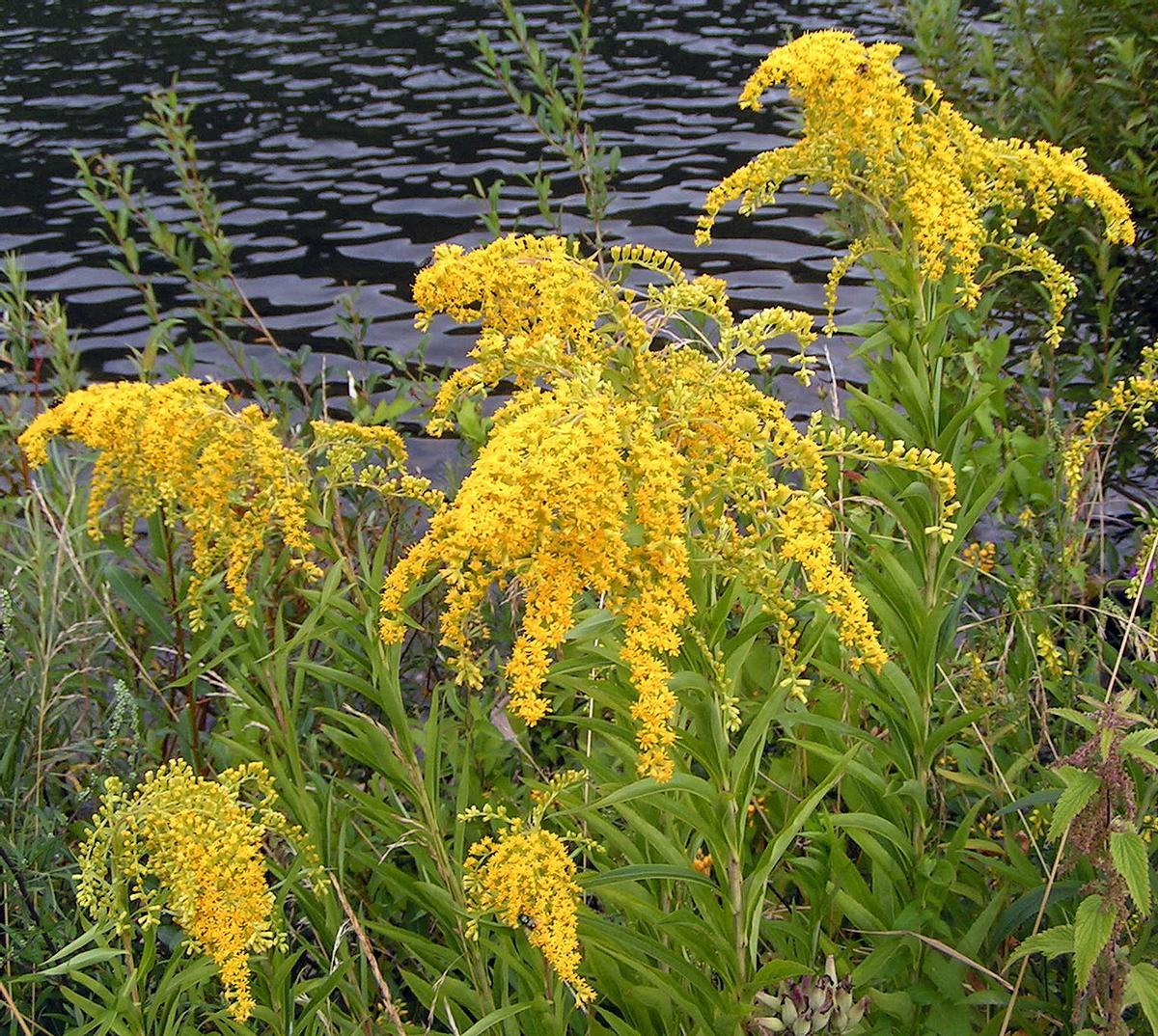 Solidago gigantea.