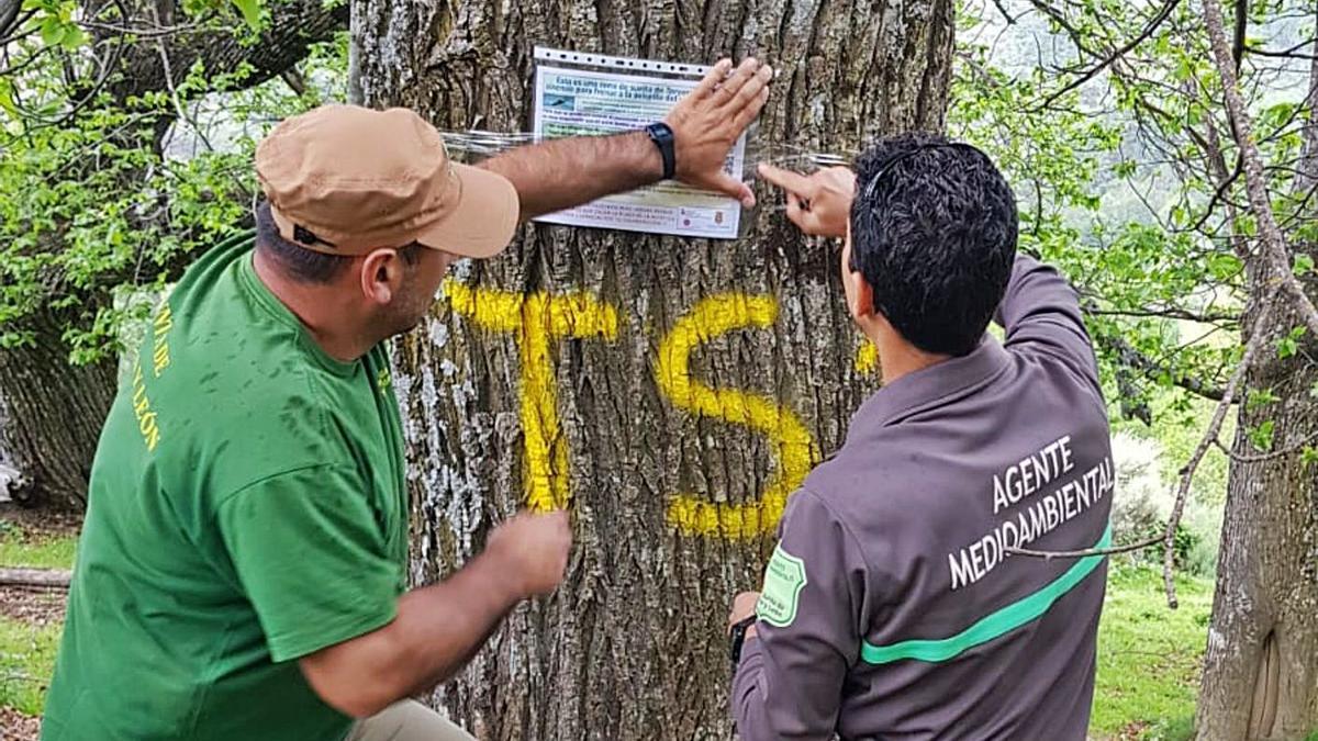 Arriba, uno de los primeros castaños marcados en Aliste por Medio Ambiente tras soltar ejemplares de Torymus sinensis. A la izquierda de estas líneas, uno de los insectos cuyas larvas combatirán a las de la avispilla. | Chany Sebastián