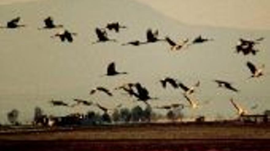 Miles de grullas vuelan hastala comunidad para invernar