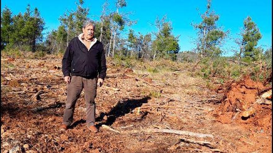 Polémica por un tala de pinos masiva en Puebla de Arenoso