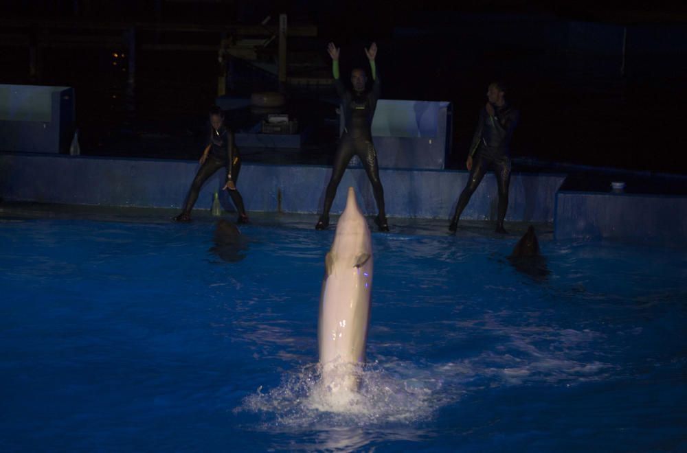 Estreno de las Noches de l'Oceanogràfic