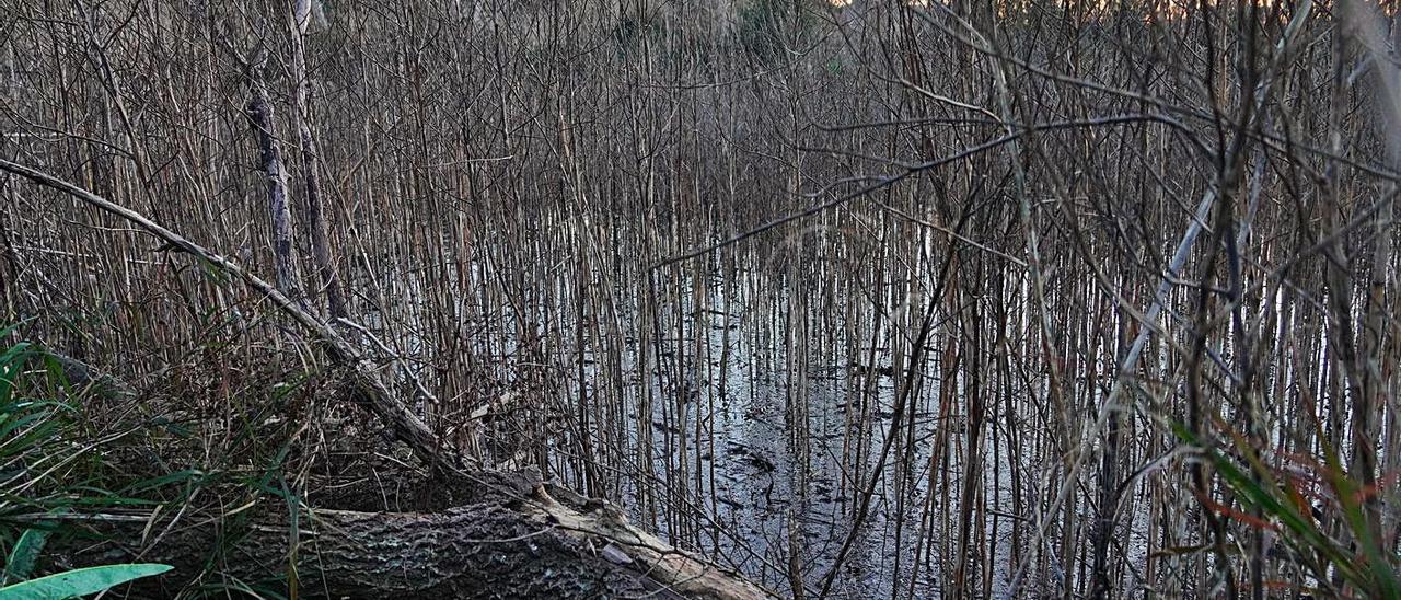 Una laguna como hábitat de la fauna acuática.