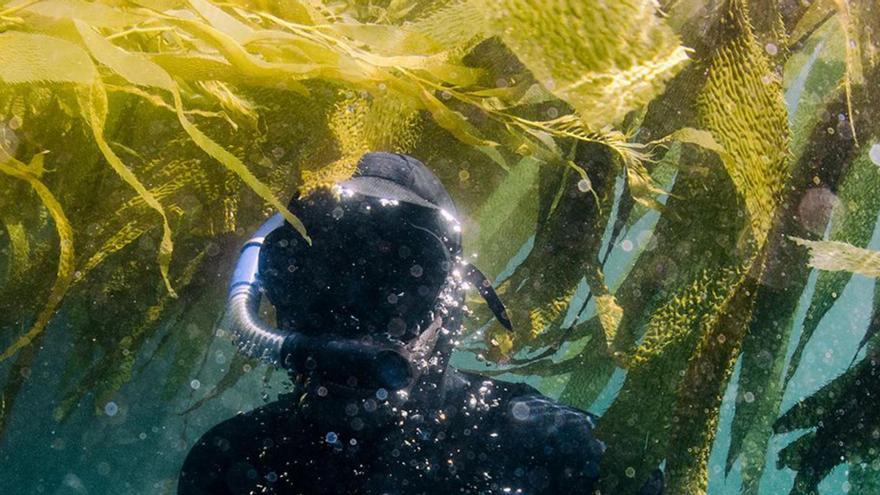 La firma que quiere cultivar algas en “long lines” en Moaña sigue pendiente de la lámina de agua