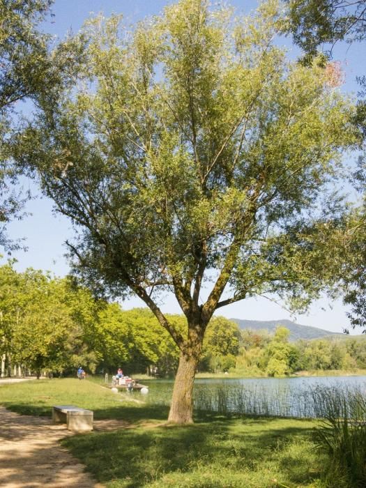 Limnos prepara un inventari dels arbres de l'estany de Banyoles