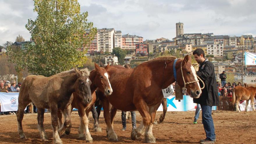 L´any de bones pastures permet als criadors portar pollins més grossos a la fira