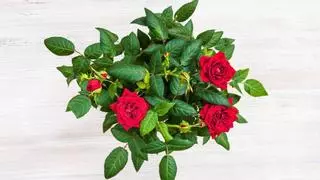 Las plantas que puedes regalar en Sant Jordi (y que duran mucho más que una rosa cortada)