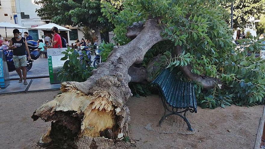 Cau un arbre de grans dimensions a Cadaqués